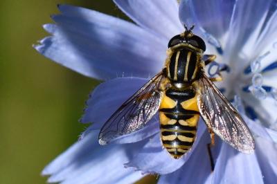 <i>Helophilus pendulus</i>