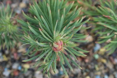 <i>Spurgia euphorbiae</i>