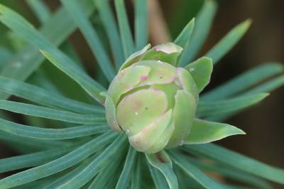 <i>Spurgia euphorbiae</i>