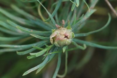 <i>Spurgia euphorbiae</i>