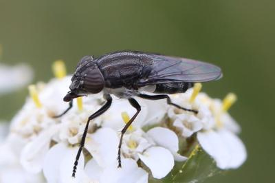 <i>Stomorhina lunata</i>