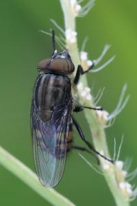 <i>Stomorhina lunata</i>