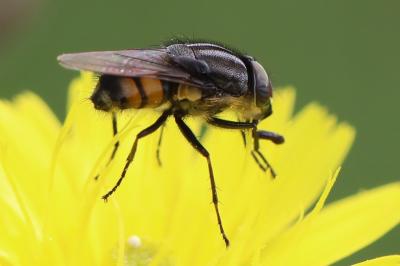 <i>Stomorhina lunata</i>