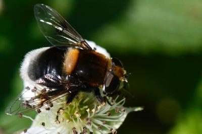 <i>Eristalis intricaria</i>