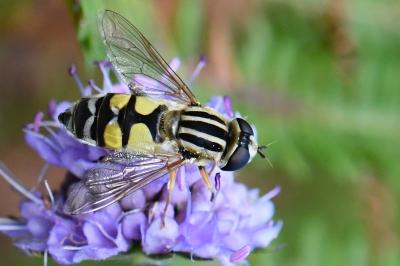 <i>Helophilus trivittatus</i>