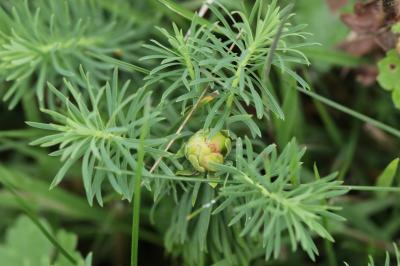 <i>Spurgia euphorbiae</i>