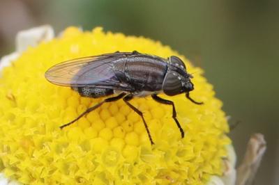 <i>Stomorhina lunata</i>