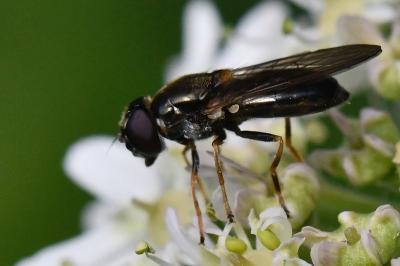 <i>Cheilosia scutellata</i>
