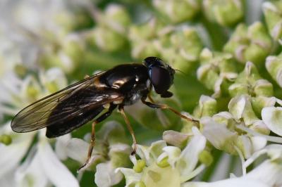 Cheilosia scutellata