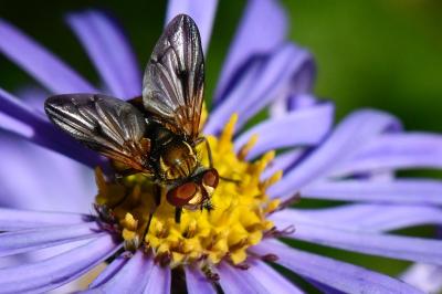 <i>Ectophasia crassipennis</i>