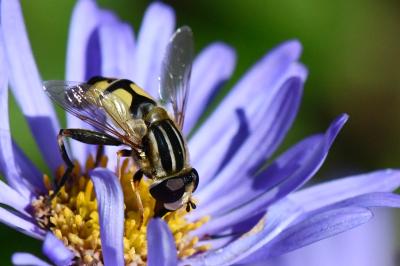 <i>Helophilus trivittatus</i>