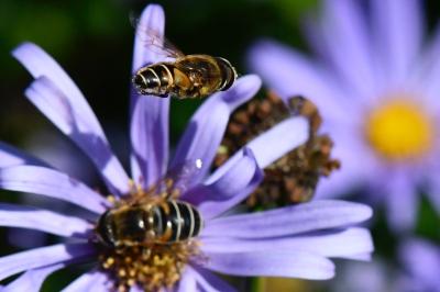 Eristalis nemorum