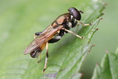 <i>Xylota segnis</i>