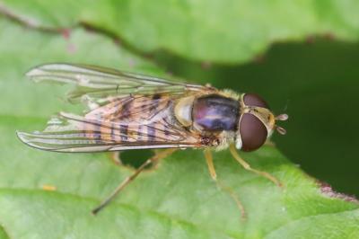 <i>Episyrphus balteatus</i>