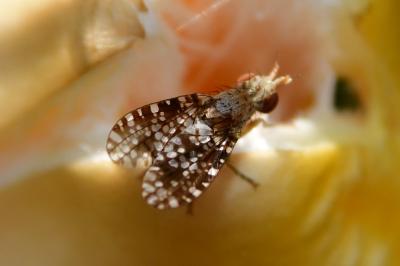 <i>Trypetoptera punctulata</i>