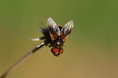 <i>Ectophasia crassipennis</i>
