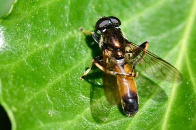 <i>Xylota segnis</i>