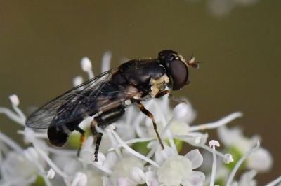 <i>Syritta pipiens</i>