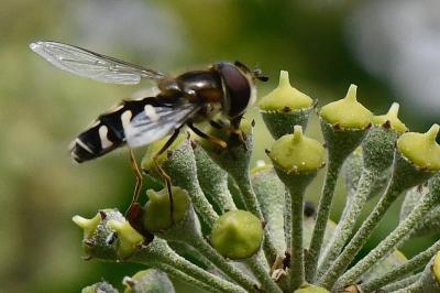 <i>Scaeva pyrastri</i>