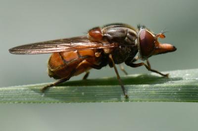 <i>Rhingia campestris</i>