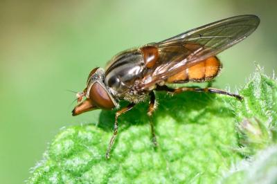 Rhingia campestris