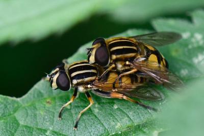 Helophilus pendulus
