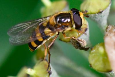 <i>Eupeodes latifasciatus</i>