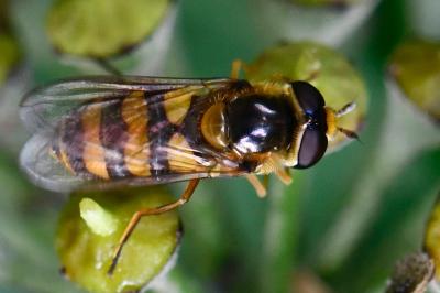 <i>Eupeodes latifasciatus</i>