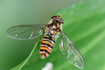 Episyrphus balteatus