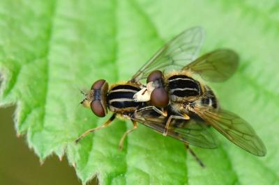 <i>Eurimyia lineata</i>