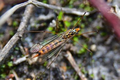 <i>Nephrotoma flavipalpis</i>