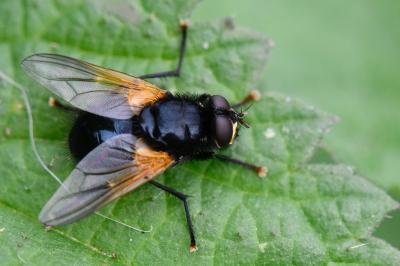 <i>Mesembrina meridiana</i>