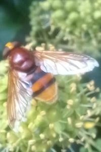 <i>Volucella zonaria</i>