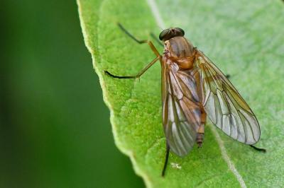 <i>Rhagio tringarius</i>