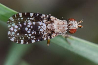 <i>Trypetoptera punctulata</i>