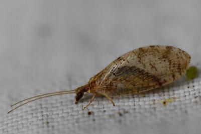 <i>Hemerobius humulinus</i>