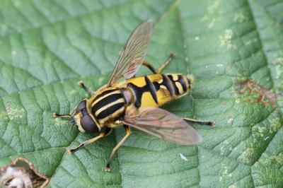 <i>Helophilus pendulus</i>