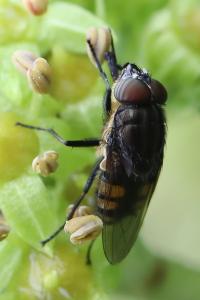 <i>Stomorhina lunata</i>
