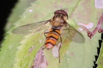 <i>Episyrphus balteatus</i>