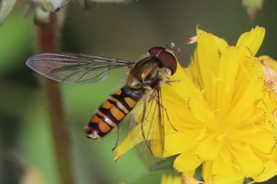 <i>Episyrphus balteatus</i>