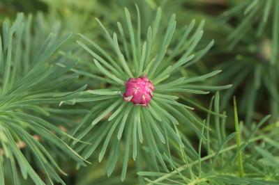 <i>Spurgia euphorbiae</i>