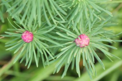 <i>Spurgia euphorbiae</i>