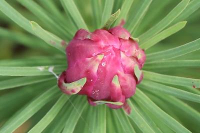 <i>Spurgia euphorbiae</i>