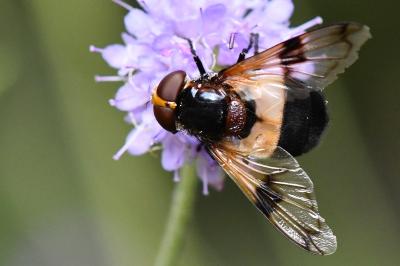 <i>Volucella pellucens</i>