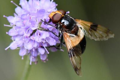 Volucella pellucens