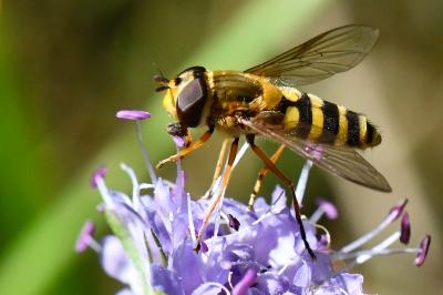 <i>Syrphus ribesii</i>