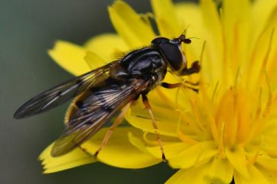 <i>Ferdinandea cuprea</i>