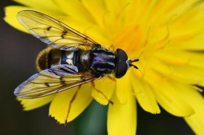 Ferdinandea cuprea