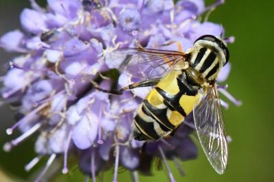 <i>Helophilus trivittatus</i>