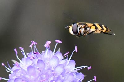 <i>Didea fasciata</i>